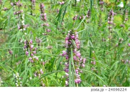 植物:メハジキ シソ科 植物:メハジキ シソ科 24096224