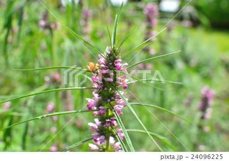 植物:メハジキ シソ科 植物:メハジキ シソ科 24096225