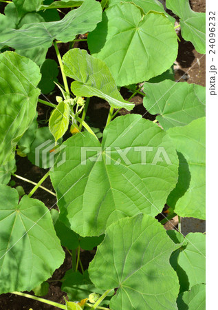 植物：イチビ　アオイ科 24096232