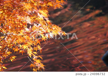 紅葉と光のコラボ 2 紅葉と光のコラボ 2 24096732