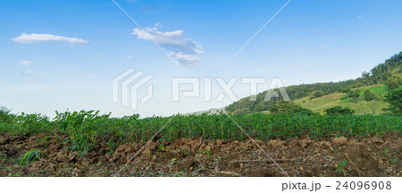 Potato farm field on Thailand high land Potato farm field on Thailand high land 24096908