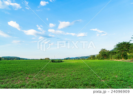 Potato farm field on Thailand high land Potato farm field on Thailand high land 24096909