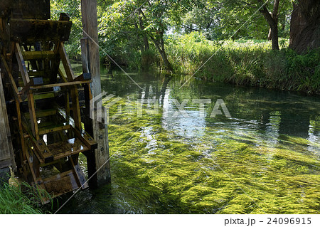 蓼川の輝く水草 安曇野 長野県の写真素材