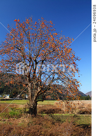 柿実る 24096938