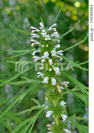 植物 シロバナメハジキ シソ科の写真素材