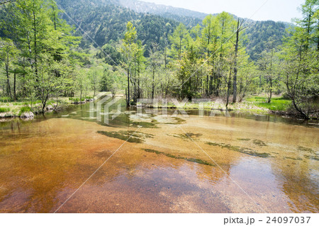 田代池(長野県・初夏の上高地の風景) 田代池(長野県・初夏の上高地の風景) 24097037