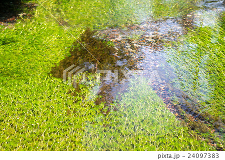 醒ヶ井（さめがい）の梅花藻（ばいかも）（滋賀県の風景） 24097383