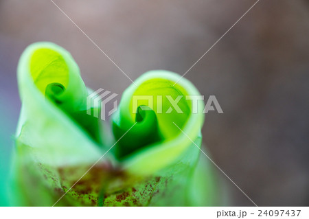 西ノ京・喜光寺で蓮を撮る（奈良県の風景） 24097437