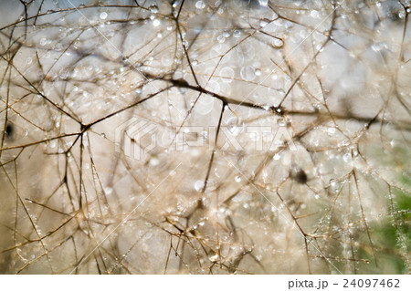 PentaconAV80F2.8（Trioplan100F2.8)オールドレンズのバブルボケ 24097462