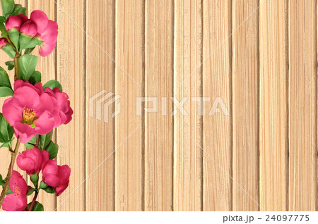 branch with pink spring flowers on wood texture branch with pink spring flowers on wood texture 24097775