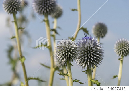 ヒゴタイ公園 ヒゴタイ公園 24097812