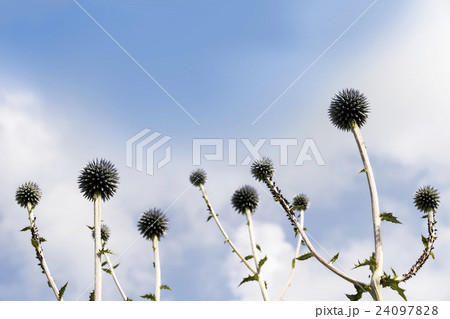 ヒゴタイ公園 ヒゴタイ公園 24097828