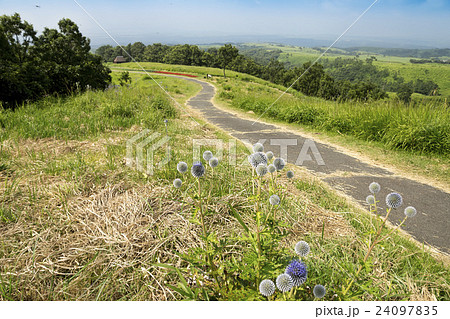 ヒゴタイ公園 24097835