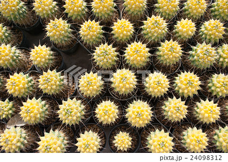 Top view of small yellow cactus selective focus Top view of small yellow cactus selective focus 24098312