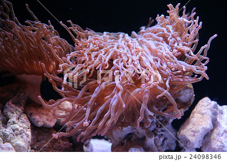 イソギンチャク 24098346