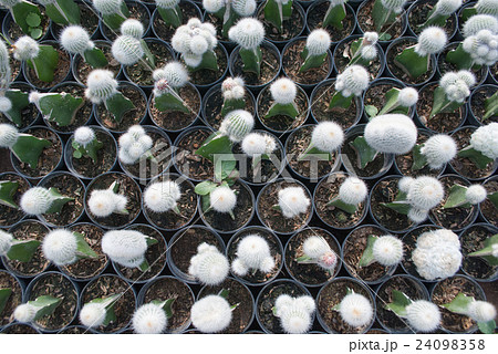 Small green cactus selective focus in flowerpot 24098358