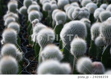 Small green cactus selective focus in flowerpot 24098359