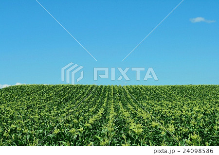 とうもろこし畑のうね 24098586