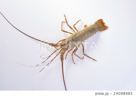 Lobster 24098985