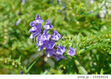 植物:コガネバナ シソ科 植物:コガネバナ シソ科 24099026