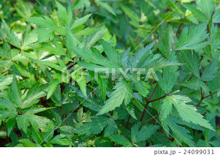植物:トウキ セリ科 植物:トウキ セリ科 24099031