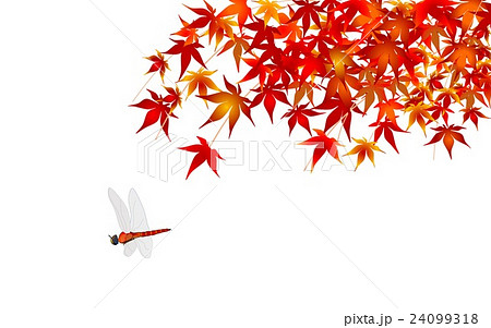 紅葉とトンボ 紅葉とトンボ 24099318