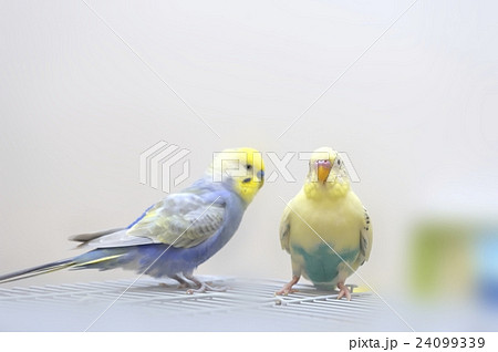 ２羽のセキセイインコの写真素材 [24099339] - PIXTA