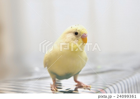 セキセイインコのメル セキセイインコのメル 24099361