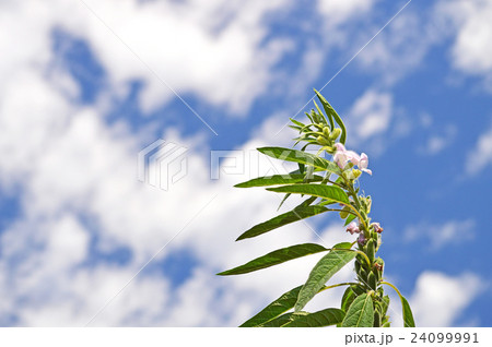 ゴマの結実 24099991