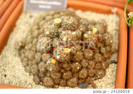 Cactus with small yellow flowers 24100058