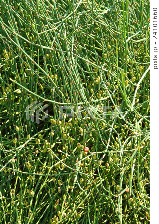 樹木：マオウ　マオウ科 24101660