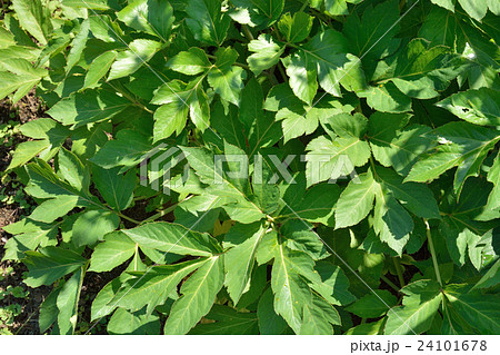 植物：アシタバ　セリ科 24101678