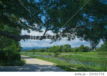 鴨川夏景色 鴨川夏景色 24101759