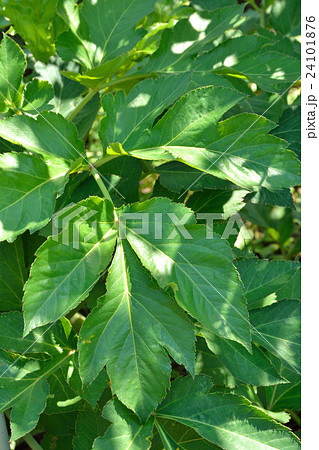 植物：アシタバ　セリ科 24101876