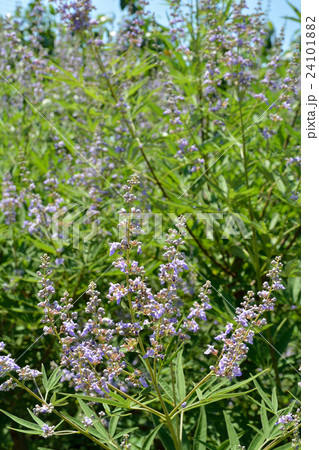 樹木:セイヨウニンジンボク シソ科 樹木:セイヨウニンジンボク シソ科 24101882