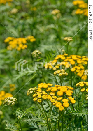 植物：ヨモギギク　キク科 24102174