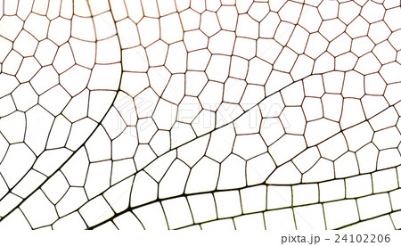 Wing dragonfly close up Wing dragonfly close up 24102206