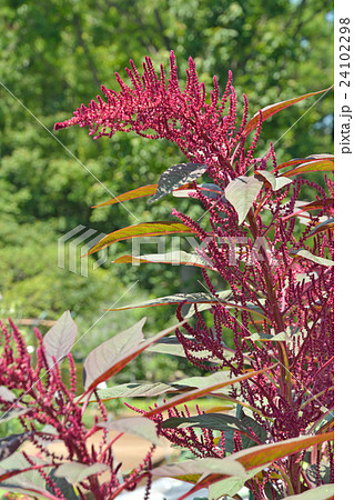 植物：スギモリケイトウ　ヒユ科 24102298