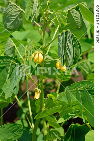 植物:エビスグサ マメ科 植物:エビスグサ マメ科 24102305