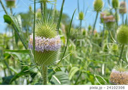 植物:ラシャカキグサ マツムシソウ科 植物:ラシャカキグサ マツムシソウ科 24102306