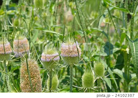 植物:ラシャカキグサ マツムシソウ科 植物:ラシャカキグサ マツムシソウ科 24102307
