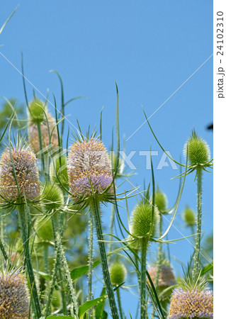 植物：ラシャカキグサ　マツムシソウ科 24102310