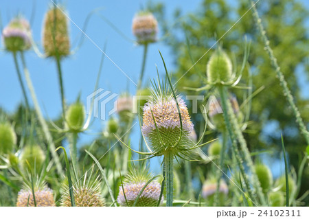 植物:ラシャカキグサ マツムシソウ科 植物:ラシャカキグサ マツムシソウ科 24102311