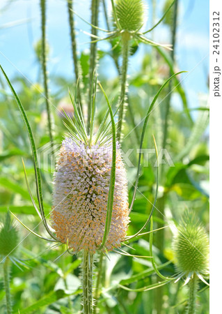 植物:ラシャカキグサ マツムシソウ科 植物:ラシャカキグサ マツムシソウ科 24102312