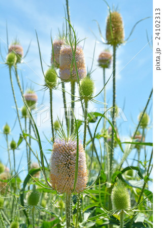 植物：ラシャカキグサ　マツムシソウ科 24102313