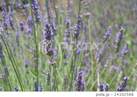 植物：ラバンジン・ラベンダーグロッソ　シソ科 24102568