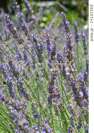 植物:ラバンジン・ラベンダーグロッソ シソ科 植物:ラバンジン・ラベンダーグロッソ シソ科 24102569