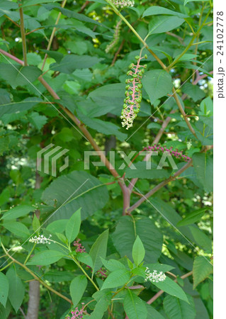 植物：ヨウシュヤマゴボウ　ヤマゴボウ科 24102778