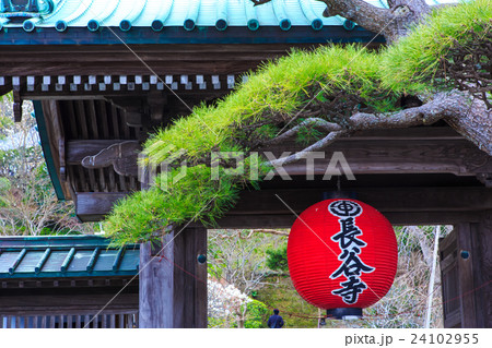 鎌倉　長谷寺の春　山門 24102955