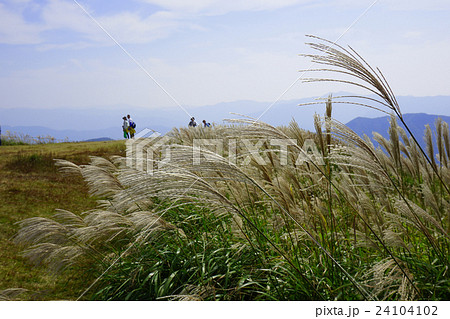 和歌山・生石高原のススキ 24104102